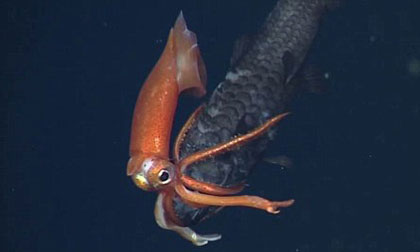 Cận cảnh mực "ăn thịt" cá dưới lòng đại dương