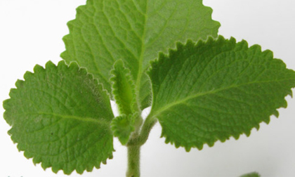 Trẻ sơ sinh bị ho có đờm, làm sao để chữa trị?