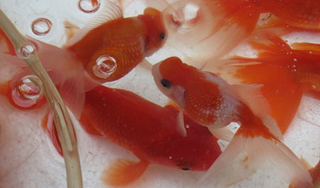 Ngày ông Công, ông Táo: Cá ngoại nhập, đắt tiền được ưa chuộng