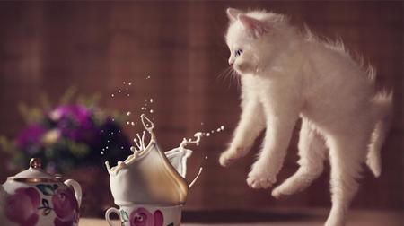 Những chú mèo dễ thương nhất 2013