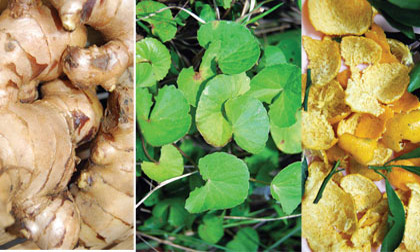 Bài thuốc chữa ho khi trời lạnh