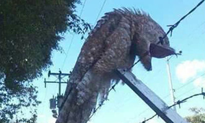 Xuất hiện chim "ngoài hành tinh" có cặp mắt ám ảnh