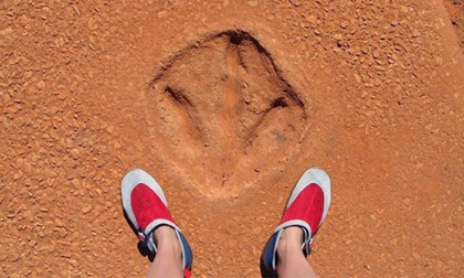 Tới Úc ướm thử vào vết chân khủng long