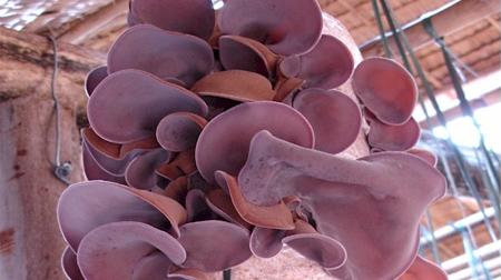 Mộc nhĩ: Vị thuốc giải độc cực quý trong thời ô nhiễm