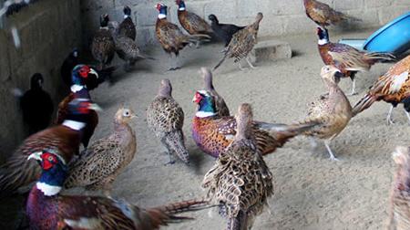 Nông dân ăn tết trăm triệu với đặc sản tiến vua