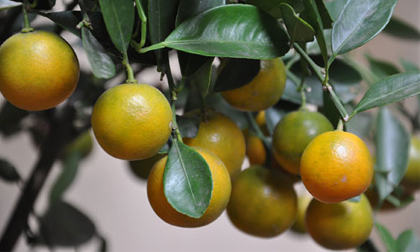 Giải rượu, giải nóng ngày tết