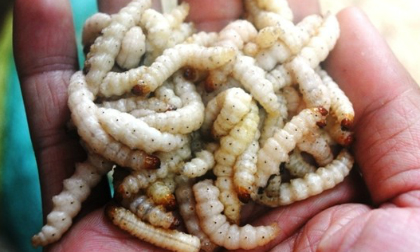 Món dị thường: Ngày Tết ăn... sâu