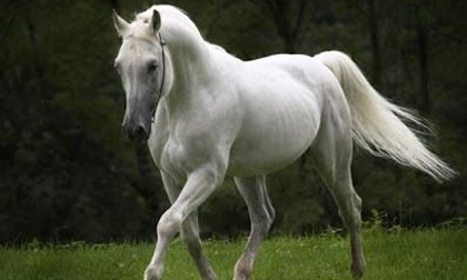 Các vị thuốc từ ngựa và mang tên ngựa