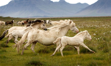 Ngắm vẻ đẹp hoang dã, huyền bí của những chú ngựa