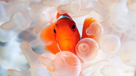 Những chú cá rực rỡ sắc màu, lung linh dưới lòng đại dương