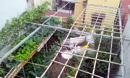 Chơi sang bậc nhất: Thuê kỹ sư chăm vườn rau tại nhà