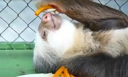 Kiểu ăn bá đạo của con lười