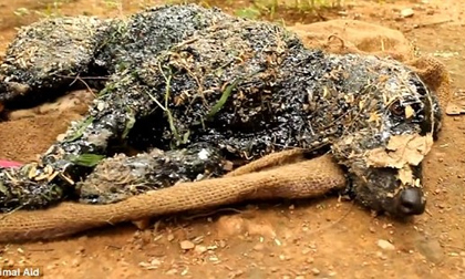 Chú chó bị 'đóng băng' cơ thể vì ngã vào lớp nhựa đường nóng