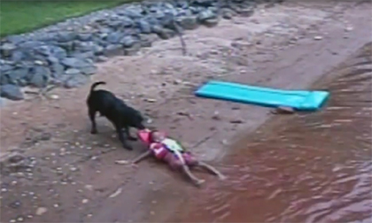 Cảm động chú chó cứu bé trai