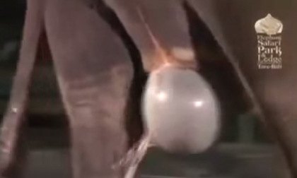 Cách một chú voi ra đời