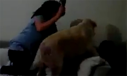 Cảm động chú chó bảo vệ em bé khi bị mẹ đánh