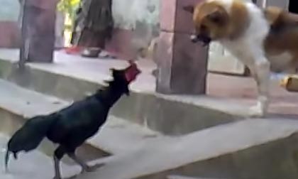 Thần kê chiến chó