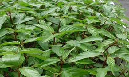 Công dụng bất ngờ và tuyệt vời của rau đay với sức khỏe