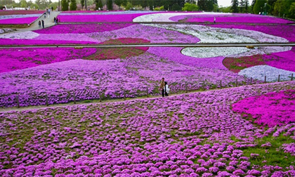 Chiêm ngưỡng biển hoa tuyệt đẹp dưới chân núi Phú Sĩ