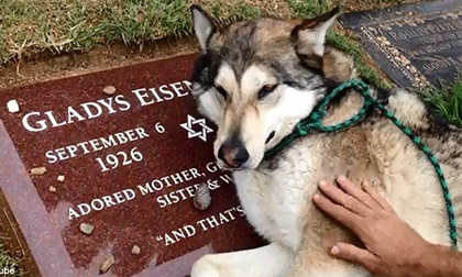 Cảm động chú chó khóc nức nở bên mộ chủ