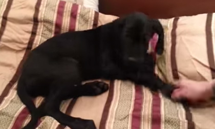 Con chó lười nói 'No' khi chủ đánh thức