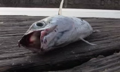 'Tiếng rên' của những con cá khi bị bắt