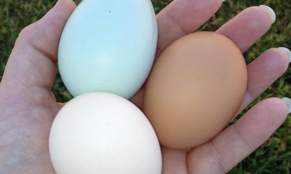Kỳ lạ đàn gà cùng lúc đẻ ra lứa trứng các màu sắc khác nhau