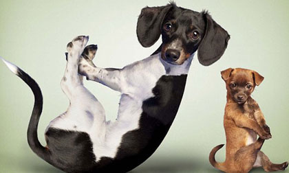 Ngắm bộ ảnh chó và mèo tập Yoga cực dễ thương