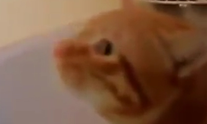 Mèo con sợ nước