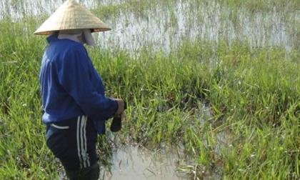 Hà Tĩnh: Dân đổ xô bắt đỉa bán giá gần 500.000 đồng/kg 