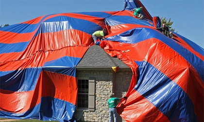 Bơm khí gas vào nhà để đuổi… 6000 con nhện độc