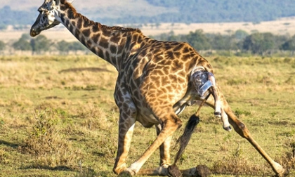 Xúc động cảnh hươu cao cổ cực nhọc... hạ sinh 'quý tử'