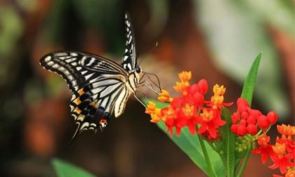 Ngắm cuộc sống sôi động đầy sắc màu của thế giới côn trùng