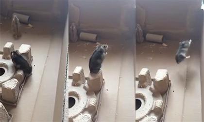 Khi chuột tập... bay