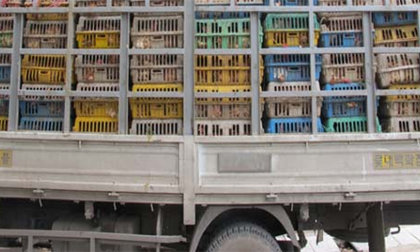 Những chuyến xe 'ma' chở nội tạng thối, gà thải loại
