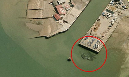 Bức ảnh con cua 15m gây sốt