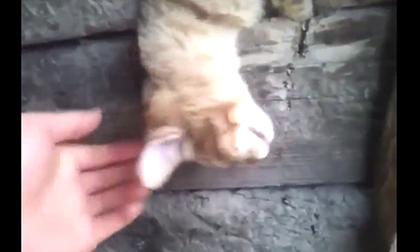 Chú mèo Đệ nhất lười