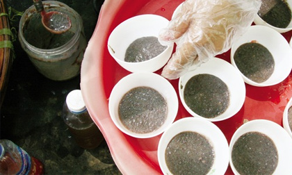 Kiết lị, giun sán, thương hàn đến từ... mắm tôm có dòi