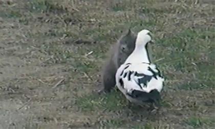 Những chú vịt hài hước cực đáng yêu