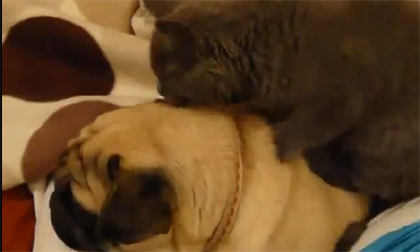 Tình bạn giữa chó và mèo