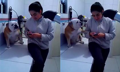 Chú chó phiền phức nhất năm