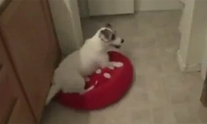 Chú chó thông minh giỏi việc nhà