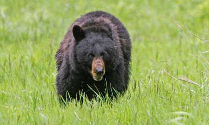 Bất ngờ đột quỵ, người đàn ông bị gấu đen ăn thịt