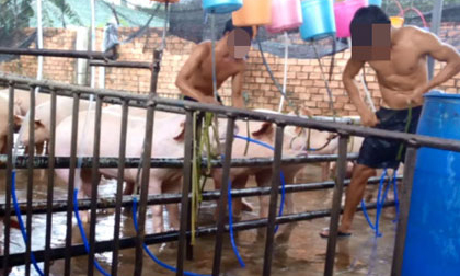 'Công xưởng' heo bơm nước: 'Ai cũng rõ chỉ mình thú y không biết'