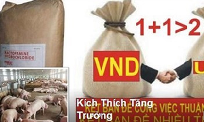 Lật tẩy kỹ nghệ thúc heo tăng gần 30 kg một tháng