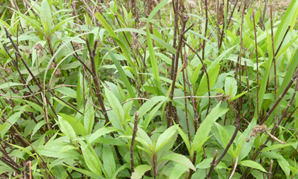 Chữa rong huyết nhờ cây mần tưới