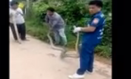 Hãi hùng con trăn cực lớn ở ven đường