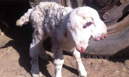 Chú cừu non chào đời với dị tật hai đầu vẫn sống sót khỏe mạnh