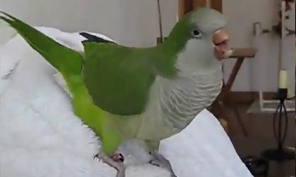 Chỉ cười chơi thôi mà