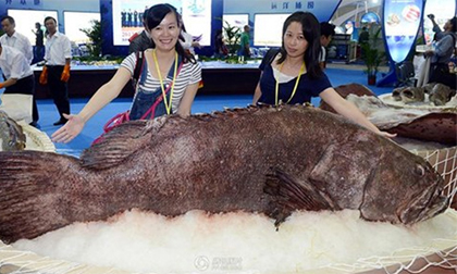 Bắt được cá mú khổng lồ nặng 190kg